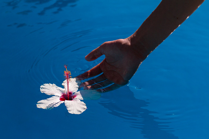 hand with flower in water